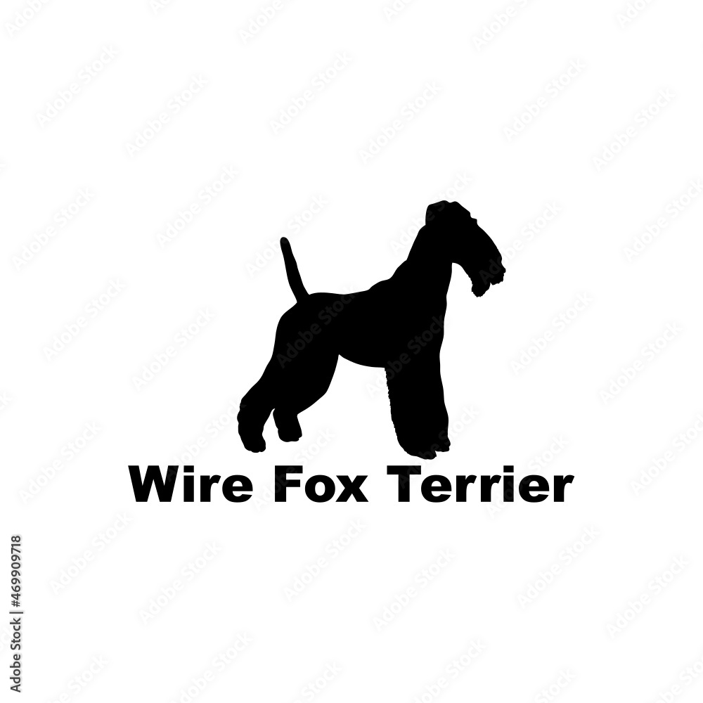 wire fox terrier