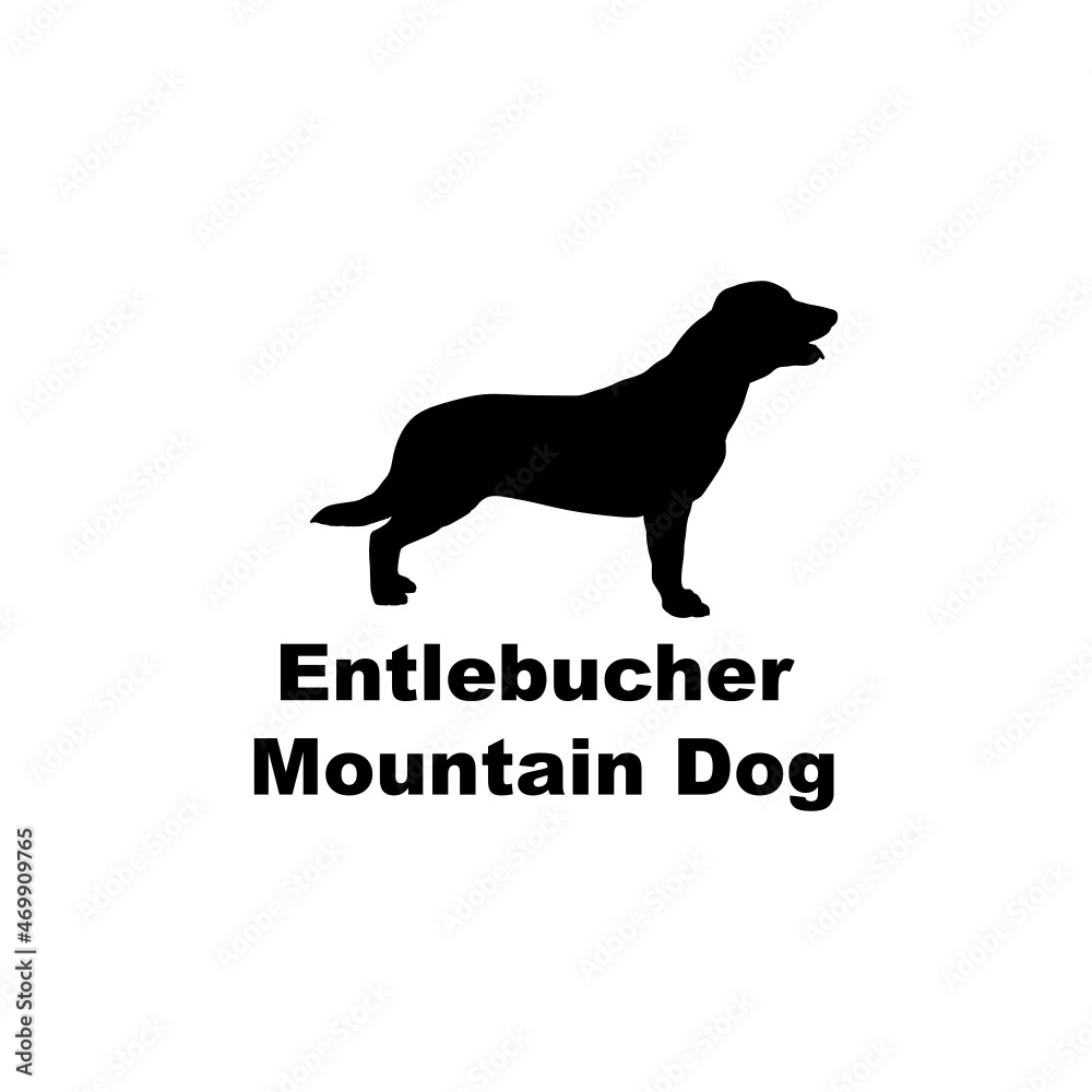 entlebucher mountain dog