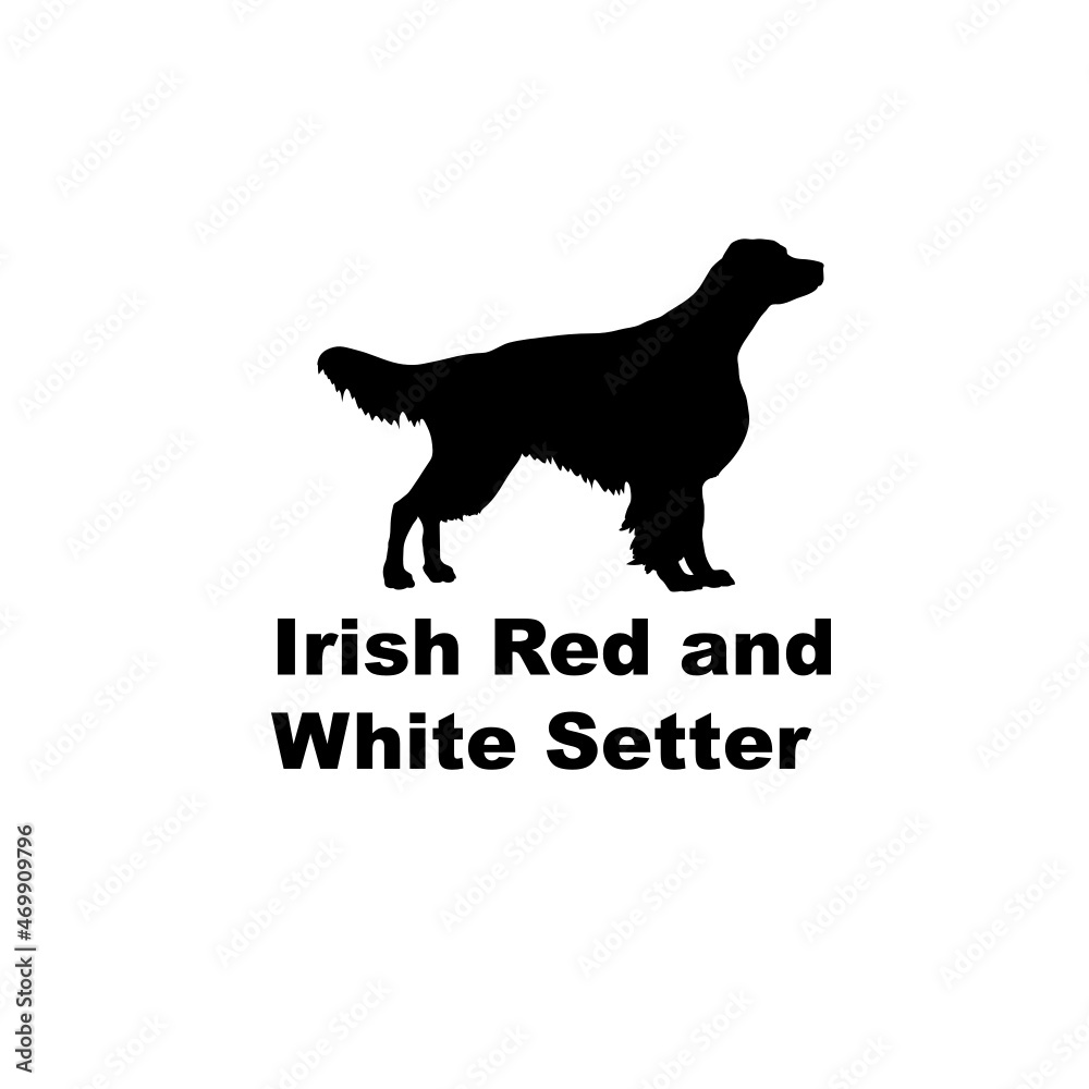 irish red and white setter