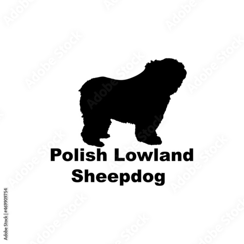 polish lowland sheepdog