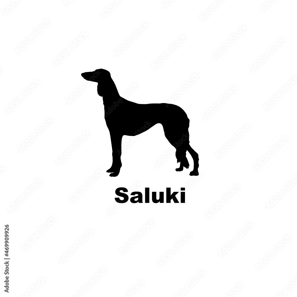 saluki. saluki.