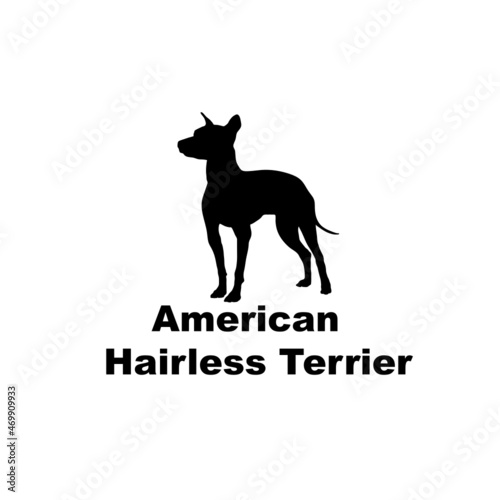 american hairless terrier