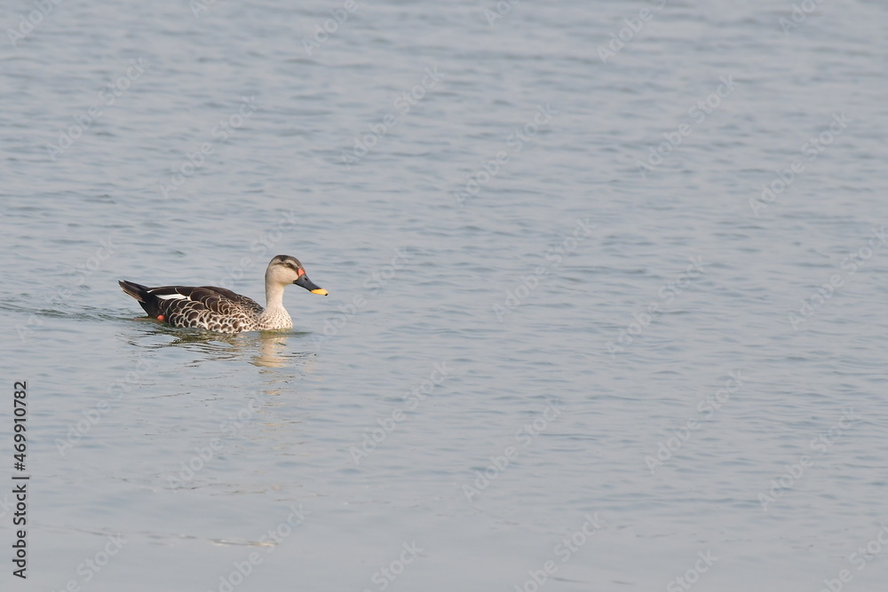 Indian Spot-billed Duck Swimming in Water