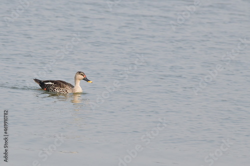 Indian Spot-billed Duck Swimming in Water