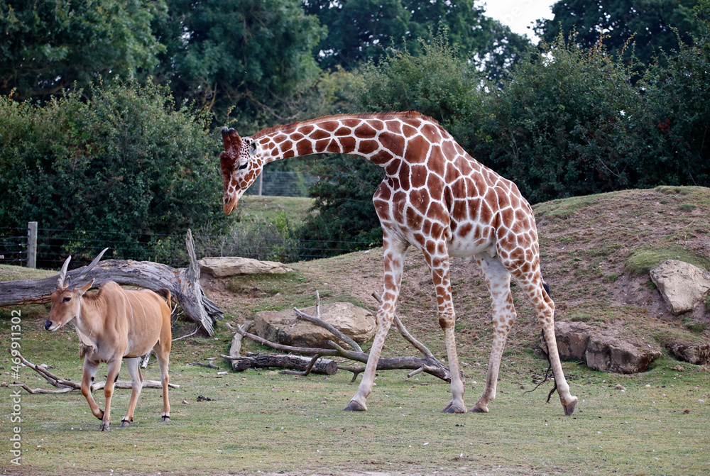 Obraz premium Giraffe striding out at a UK wildlife park