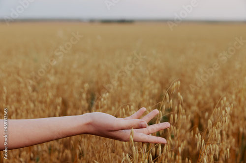 female hand wheat field nature agriculture industry harvest