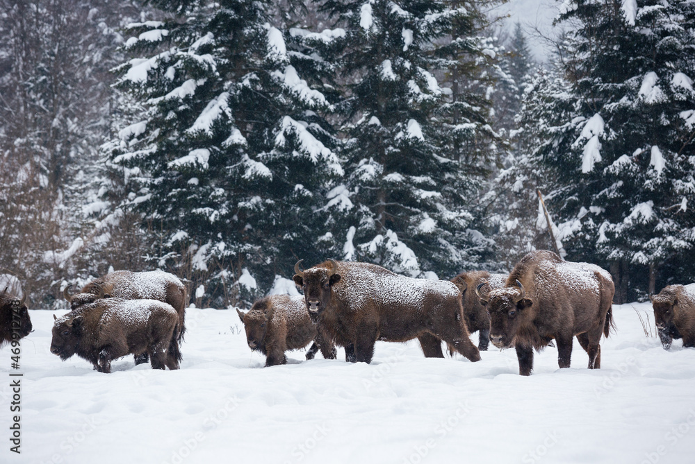 Group of bison (Bison bonasus) in the Skole Beskydy national park in winter, Carpathians, Ukraine
portrait