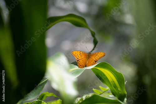 Nature of butterfly and flower in garden using as background butterflies day cover page or banner template brochure landing page wallpaper design