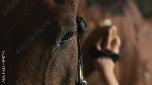 Brown horse during grooming procedure