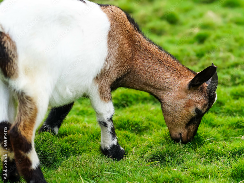 Fototapeta premium dwarf goat