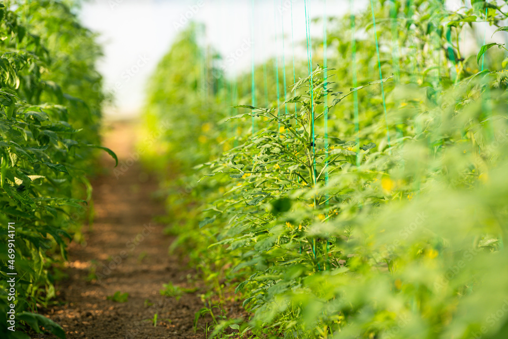 Beautiful young green tomatoes grown in a greenhouse. Agriculture farming food industry photography. Beautiful young green tomatoes grown in a greenhouse. Agriculture farming food industry photography.