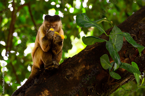 A little yellow monkey eating fruits on the tree
