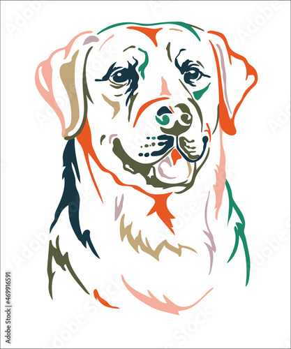 Labrador retriever dog vector color contour portrait vector