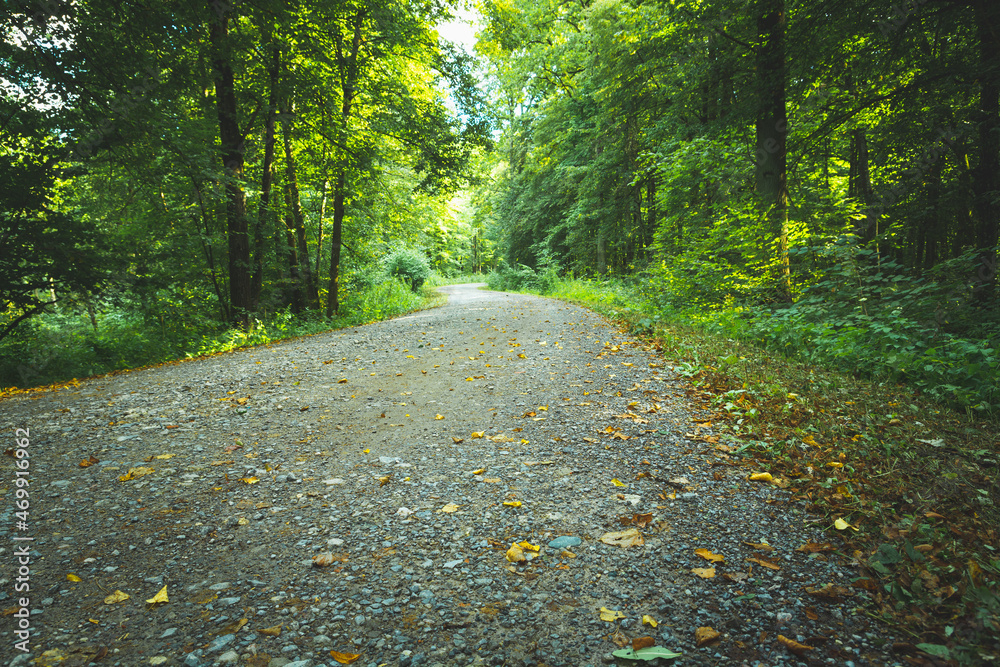 Fototapeta premium The first yellow leaves on the pebble road in the forest, Nowiny, Poland
