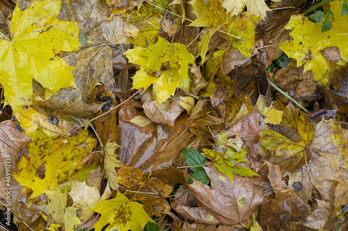 Wet leaves. Maple leaves. Autumn background.