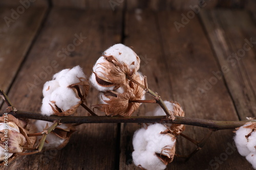 A branch of dry cotton on a dark wooden background