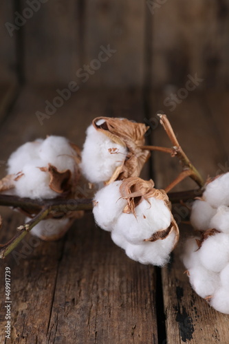 A branch of dry cotton on a dark wooden background