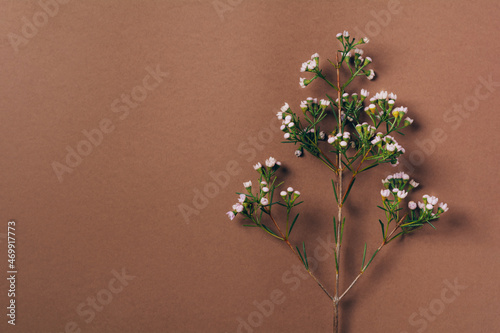 Branch of flowers on brown background, minimalism concept. Natural background, copy space photo