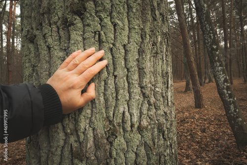 A human hand touching the trunk of a thick tree