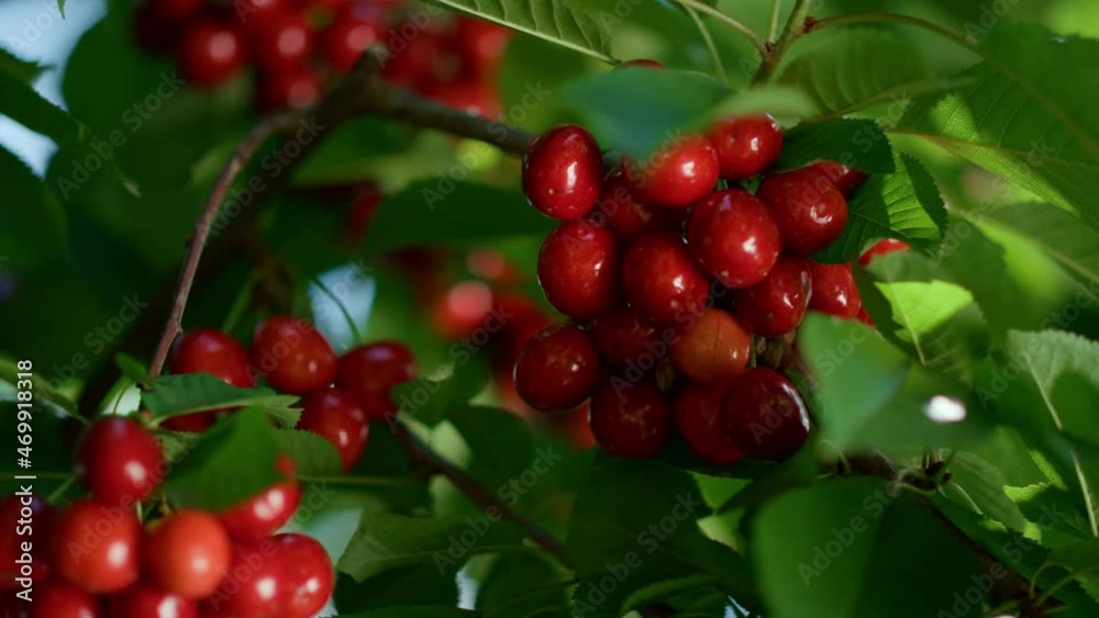 Sweet berry bunch on branch tree. Tasty seasonal fruit growing countryside. Sweet berry bunch on branch tree. Tasty seasonal fruit growing countryside.