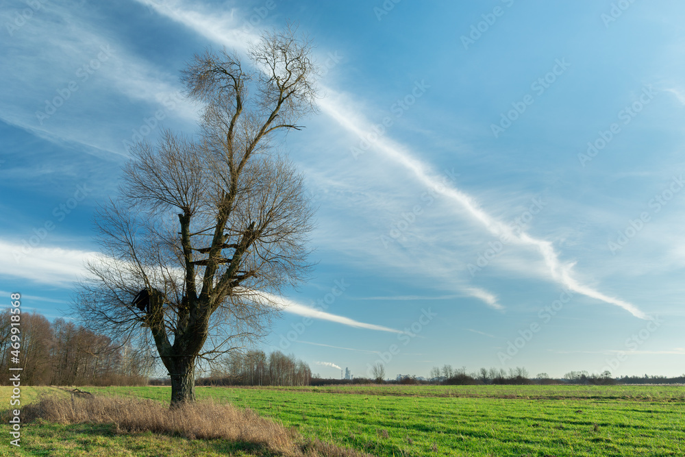 Tree without leaves on the meadow and fabulous clouds Tree without leaves on the meadow and fabulous clouds