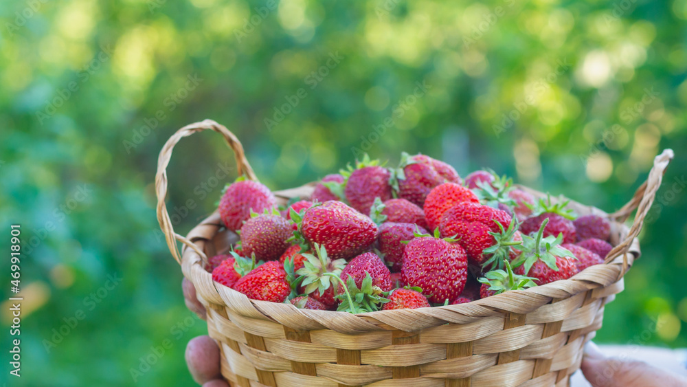 A man gardener is holding a basket with a strawberry that has just been picked in the garden