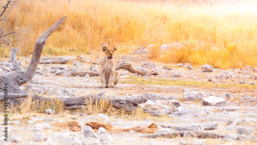 Fototapeta premium Lion cub in african savanna