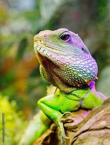 Water agama, male.  This is a large lizard, the length of adults reaches one meter. Males have a well-developed dorsal crest extending from the base of the head to the first third of the tail. © galina_savina