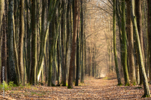 An alley in the forest between tall trees