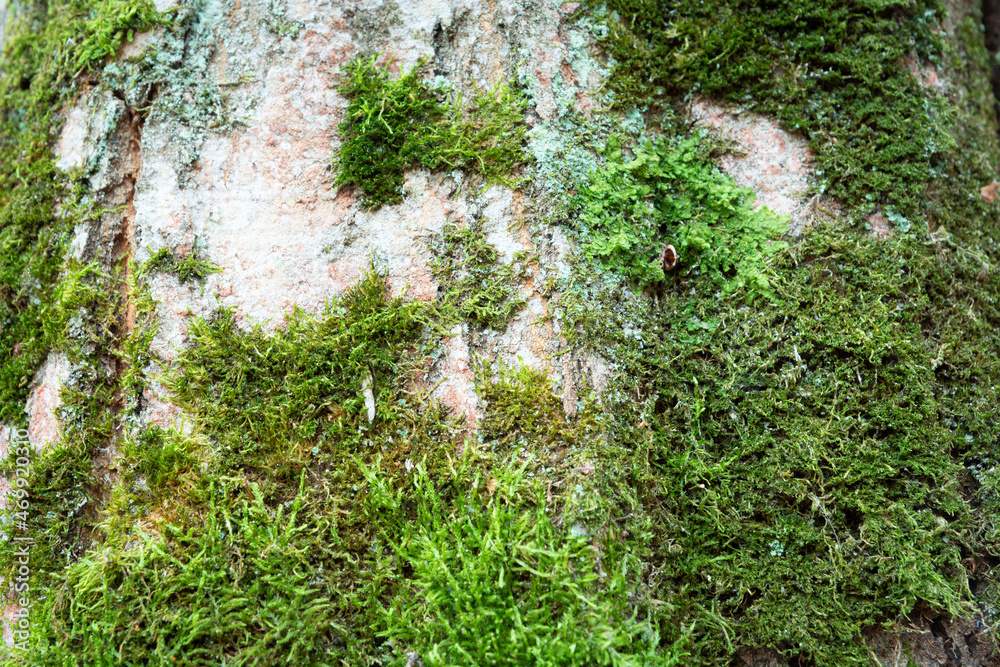 Fototapeta premium Green moss growing on a tree trunk