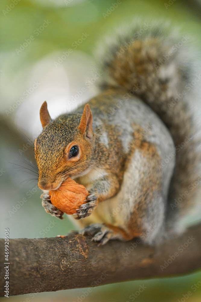 Close up view of a squirrel eating a nut in a tree with green background. Animals in the middle of nature. Close up view of a squirrel eating a nut in a tree with green background. Animals in the middle of nature.