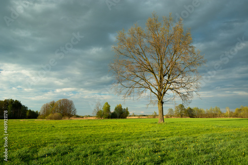 Oak tree in the meadow, spring view