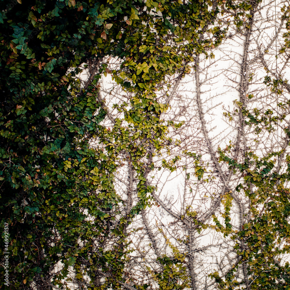 Fototapeta premium vines on wall