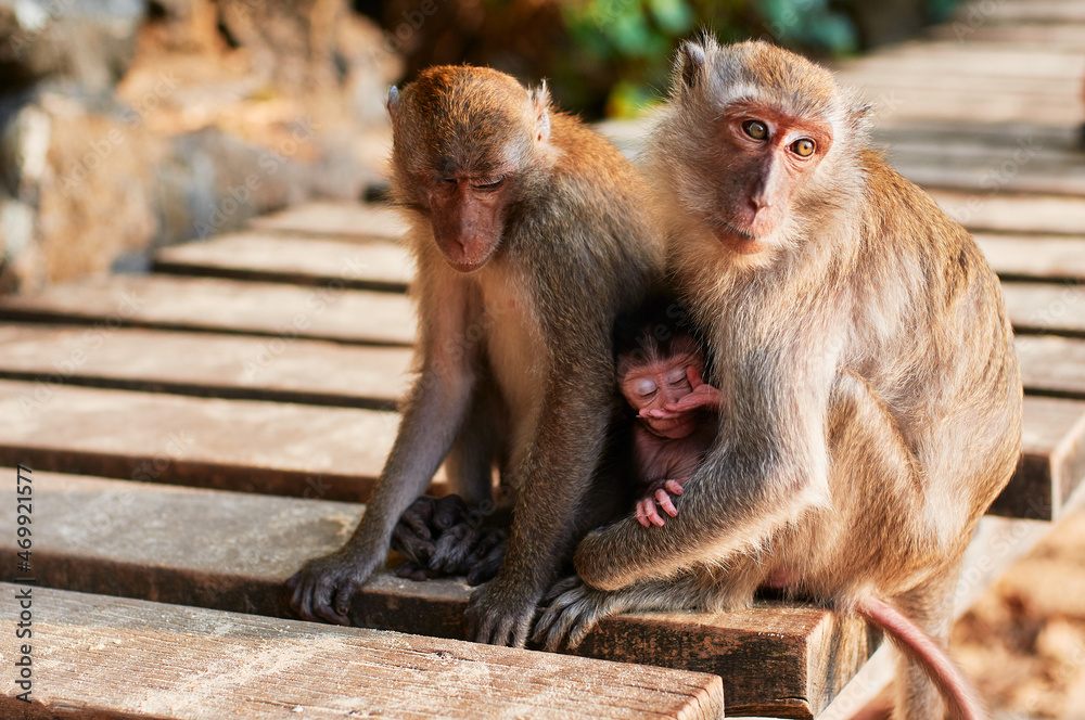 Wildlife. Macaque family with baby monkey.