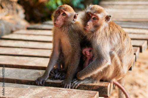 Wildlife. Macaque family with baby monkey. © luengo_ua