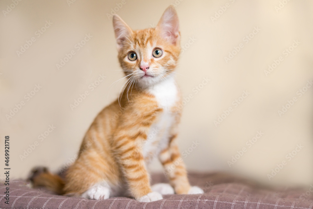 Obraz premium Portrait of a ginger cat with empty space and isolated on beige