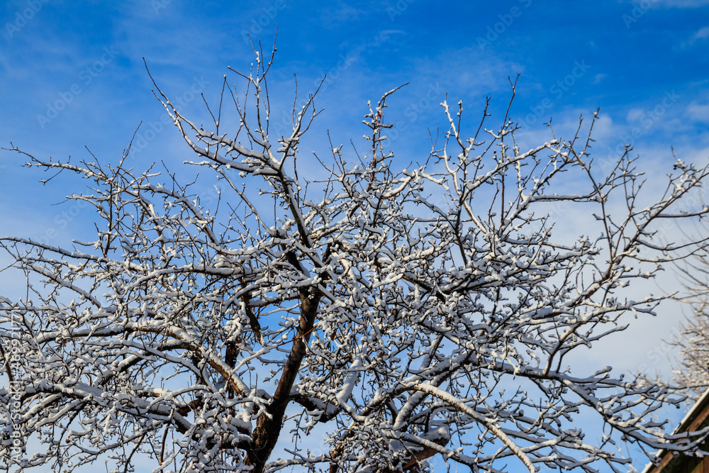 Deciduous tree covered with thick white snow Deciduous tree covered with thick white snow