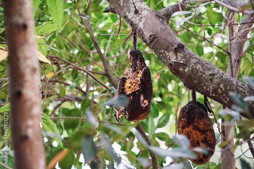 Tropical wildlife. Chipmunk on the big jackfruit. © luengo_ua