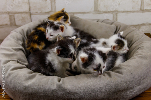 Fototapeta Naklejka Na Ścianę i Meble -  Little kittens sitting in a cat bed
