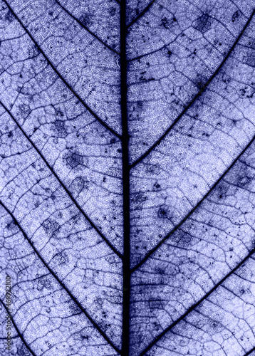 Macro Close Up Abstract Photo of Leaves with Veins and Cells © bilge