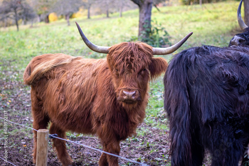 scottish highland cattles with brown and dark fur care for vegetation on a meadow in a nature reserve in southern germany © Jens Hertel