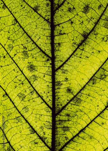 Macro Close Up Abstract Photo of Leaves with Veins and Cells