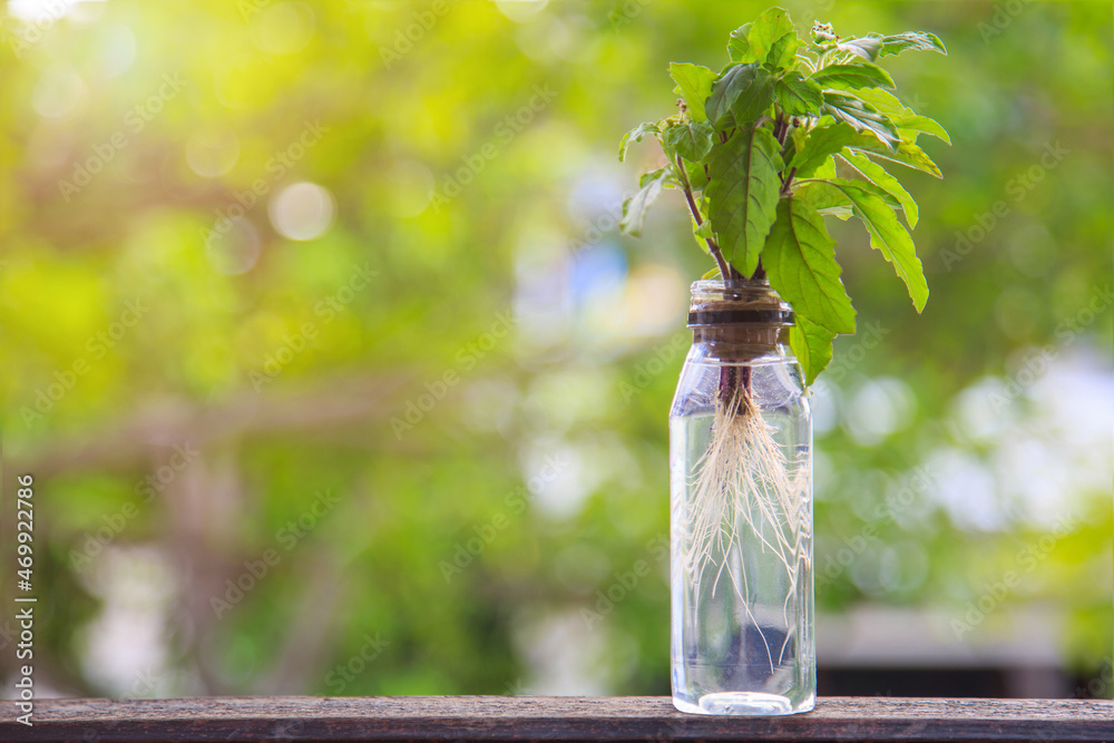 Basil is growning in a small bottle of water on a wooden floor