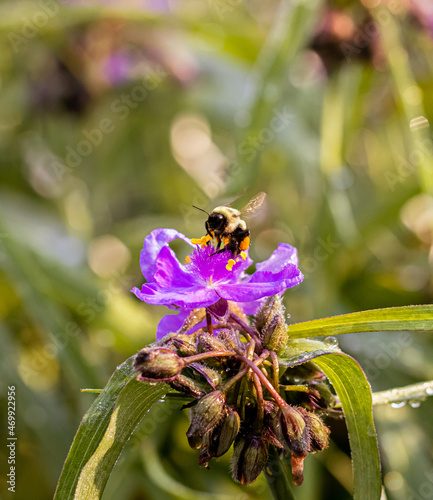 bee on a flower