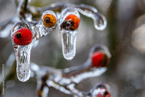 Frozen Berries