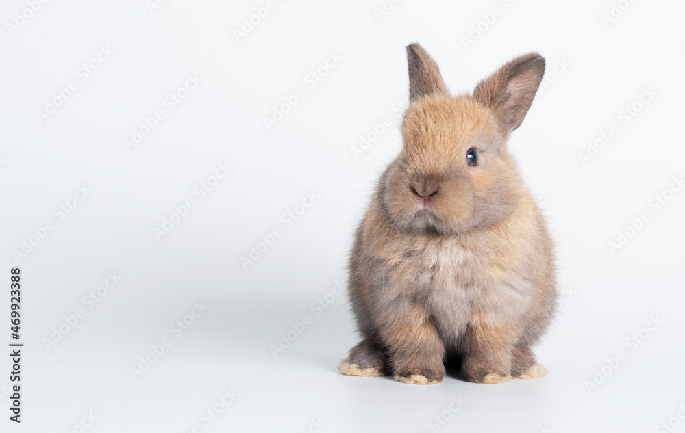 Fototapeta premium Adorable newborn baby brown rabbit bunnies looking at something while sitting over isolated white background. Easter bunny animal concept.