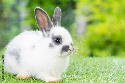 Easter animal new born bunny concept. Lovely furry baby white and grey rabbit looking at something while sitting on green grass over bokeh nature background.
