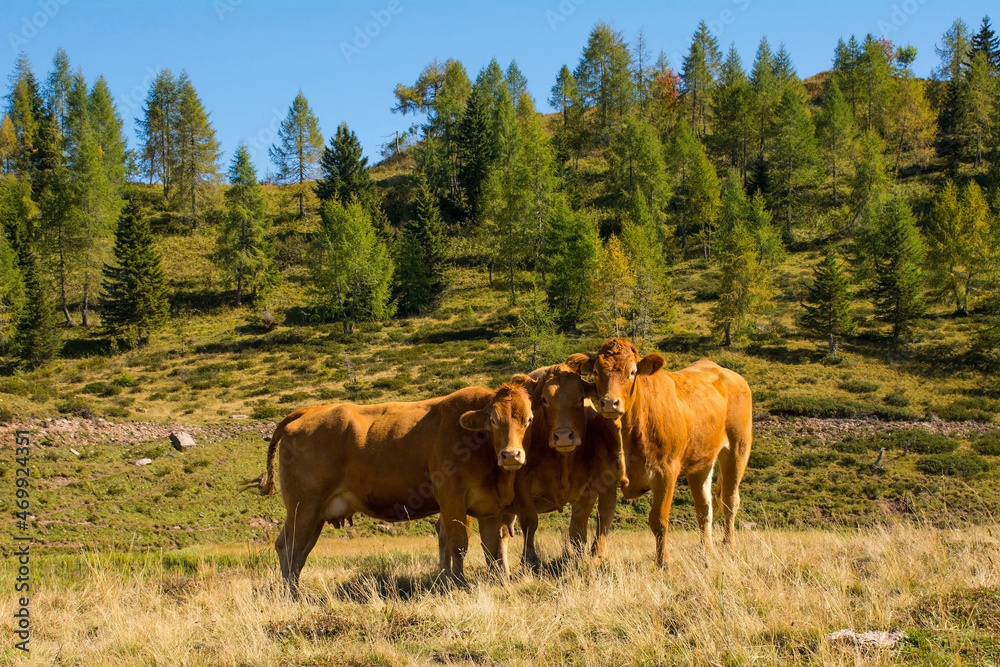 Dairy cows in their summer pasture at Laghi di Festons on Sella Festons near Sauris di Sopra, Udine Province, Friuli-Venezia Giulia, north east Italy
