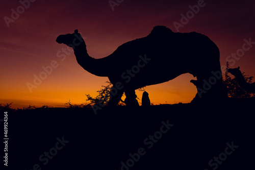 silhouette of camel