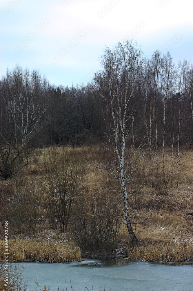 a tree on the shore of a freezing pond in late autumn